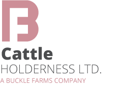 Buckle Cattle Holderness Ltd