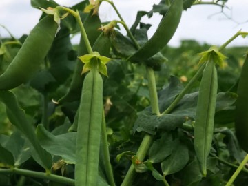 Pea Harvest has begun!
